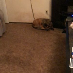 Meet your Posher, Cheryl